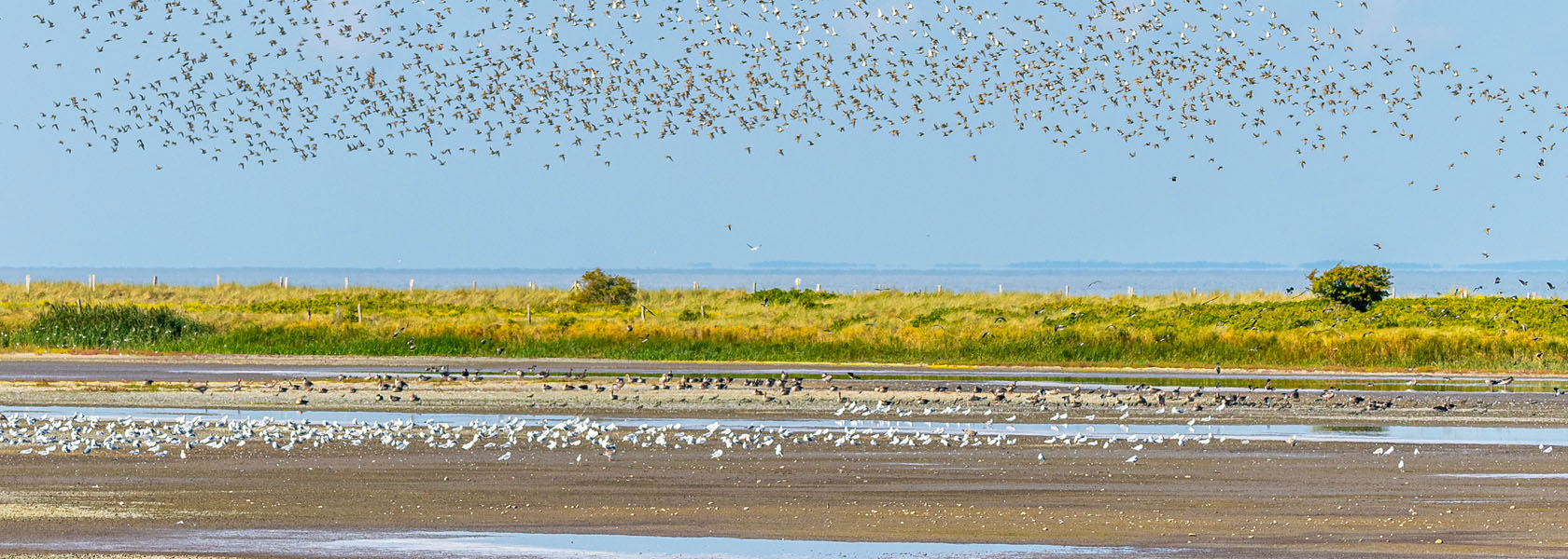 Zugvögel im Frühling an der Nordsee