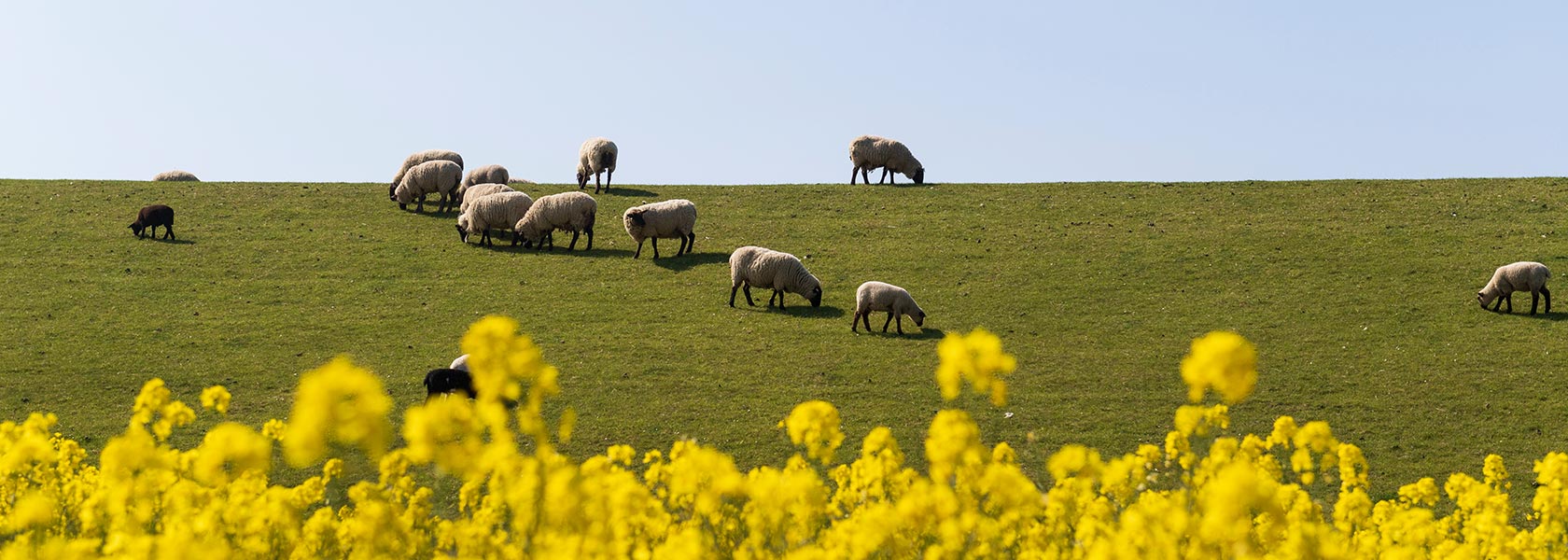 Frühling an der Nordsee mit Schafen auf dem Deich
