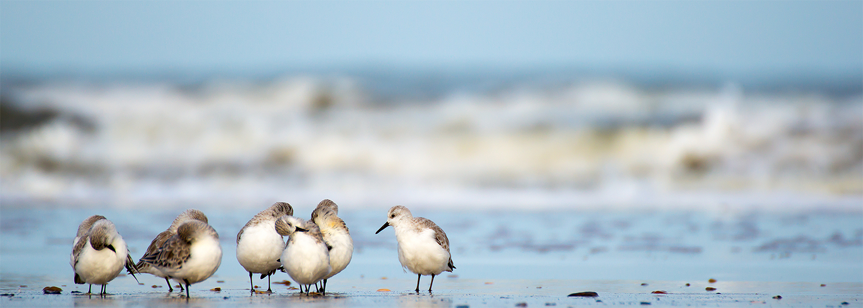 Vögel am Strand der Nordsee
