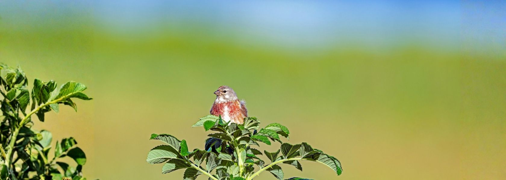 Ein Vogel in auf einem Baum in der Nahaufnahme.