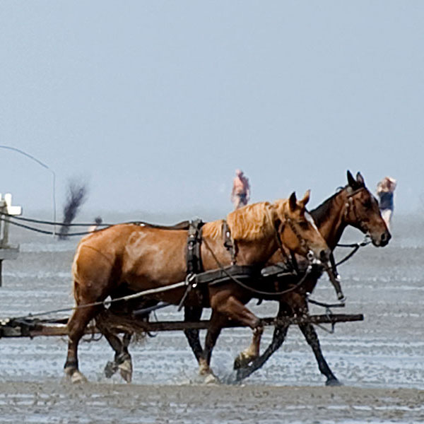 Kultur & Freizeit in Cuxhaven